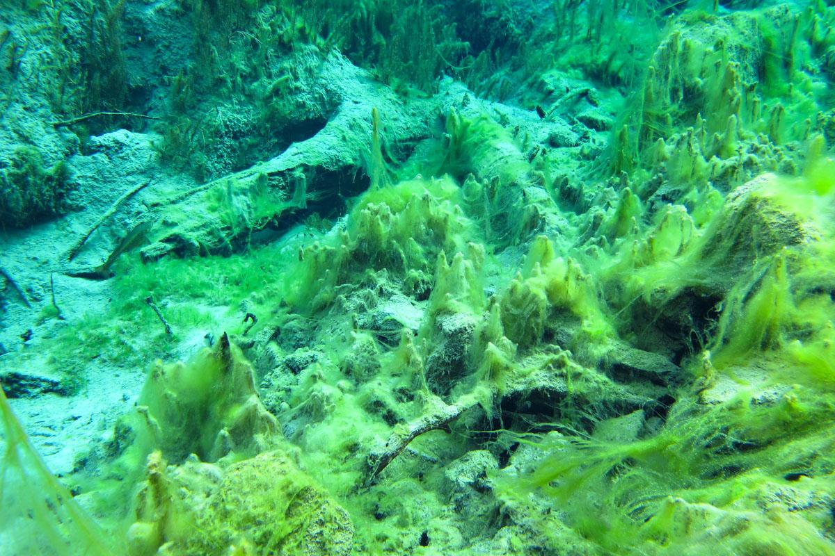 Förchensee Unterwasser 2
