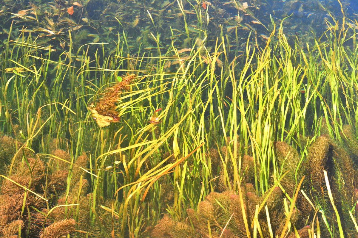 Ljubljanica mit Pflanzenbewuchs