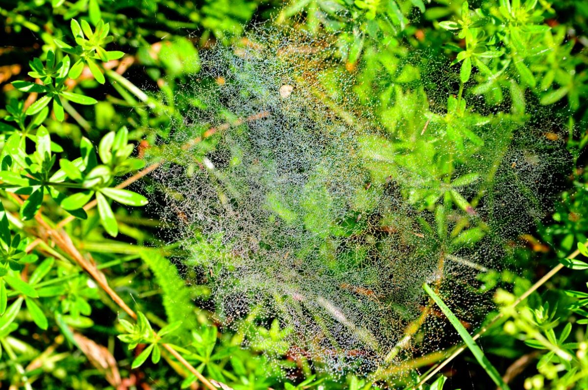 Spinnennetz - Frühnebel Veliki Obrh