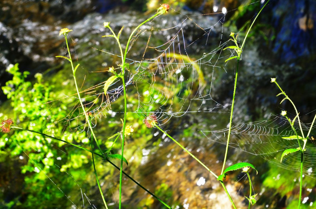 Spinnennetz im Hasenbachtal