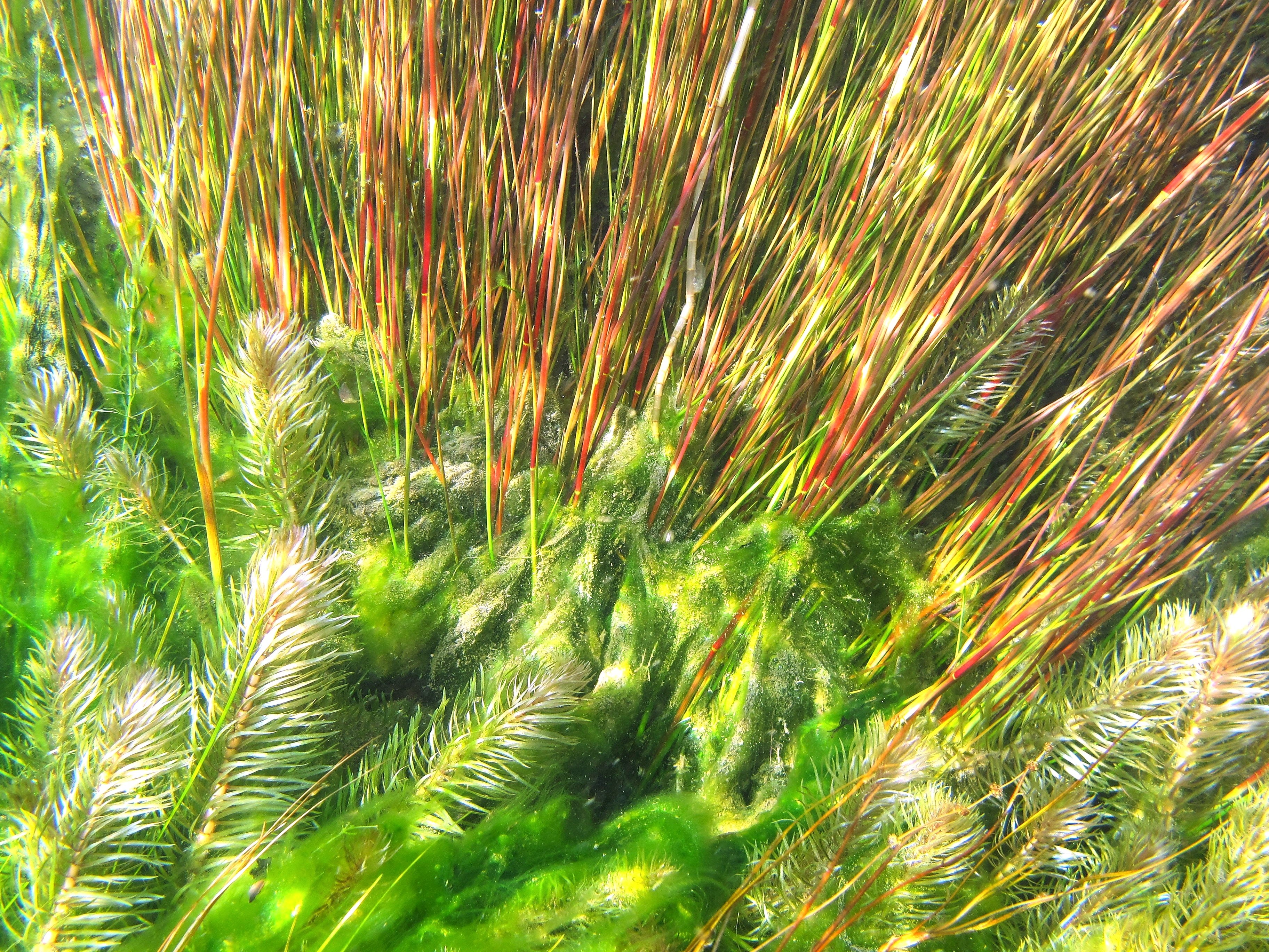 Unterwasserwelt