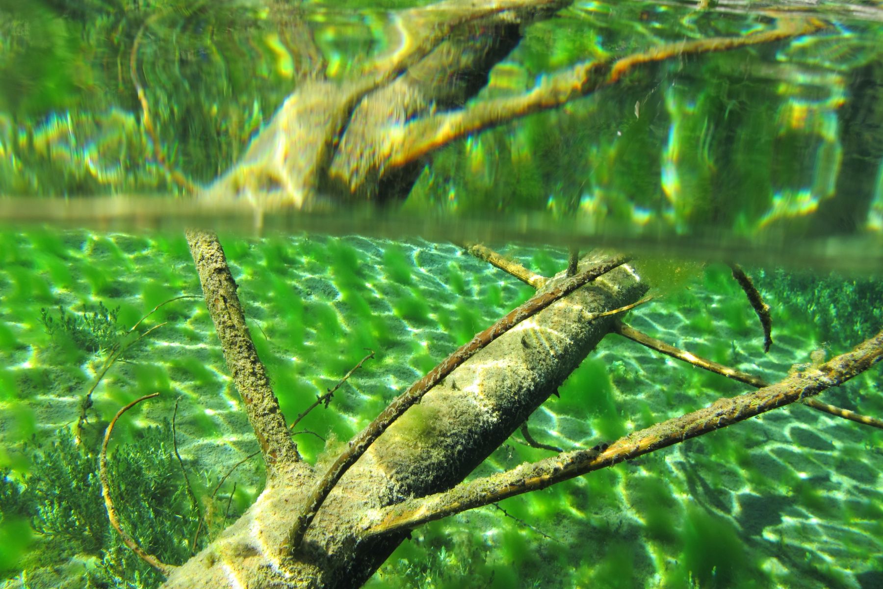 13 09 14 UW Förchensee (177)