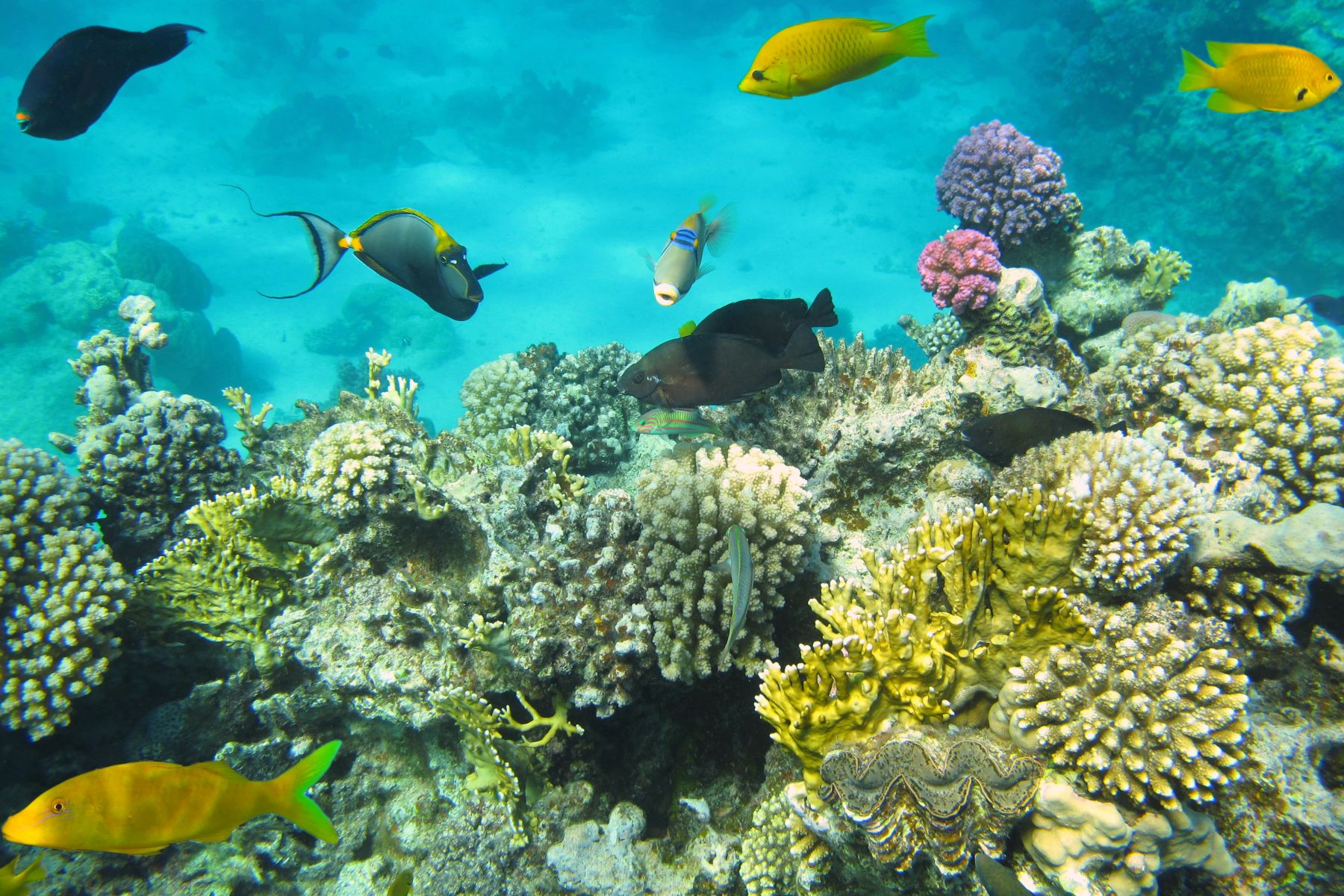 IMG 1511 2014 Ägypten UW