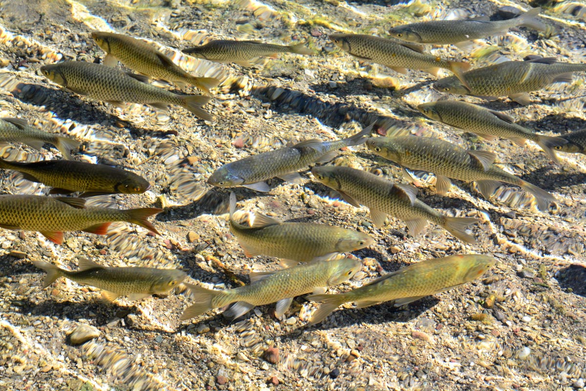 Fische im Hintersteiner See