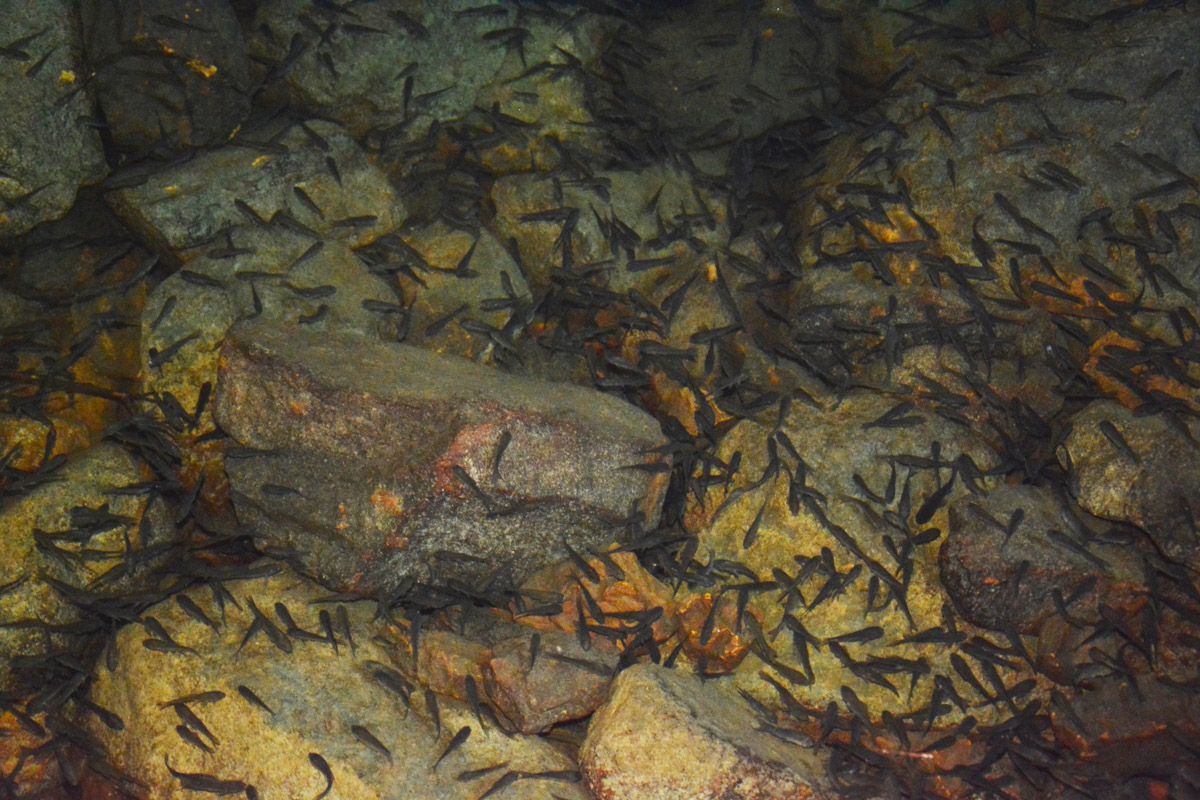 Fische im Schlund des Ponors Kovaci