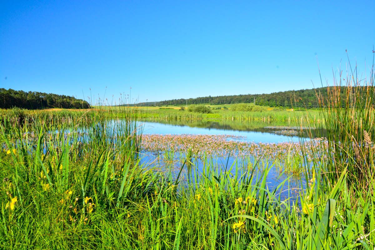 Landschaftsschutzgebiet Schmiechener See